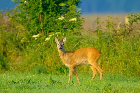 Roebuck, Dingdener Heide nature reserve, North Rhine-Westphalia, Germany, Europe