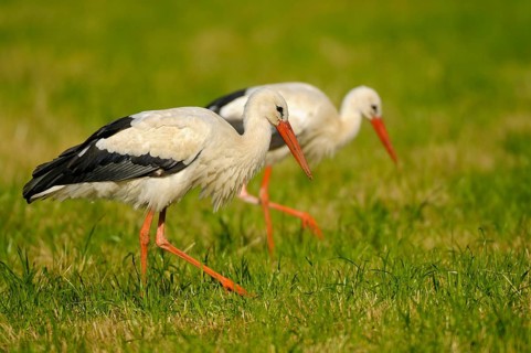 White storks, Dingdener Heide nature reserve, North Rhine-Westphalia, Germany, Europe