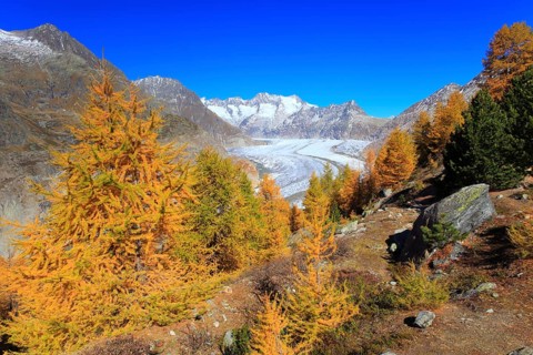 Great Aletsch Glacier and tub horns, European larch, Valais, Switzerland, Europe