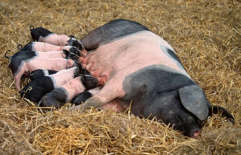 Swabian-Haellian pigs, sow suckling piglet, Swabian-Haellian pig