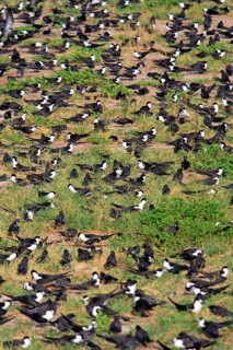 Sooty Terns, Bird Island, Seychelles (Sterna fuscata)