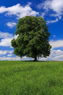 Lime tree, Zurich Oberland, Switzerland, Europe