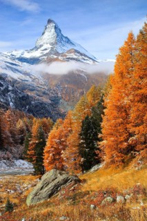 Larch forest , Larch, Matterhorn, Valais, Switzerland, Europe