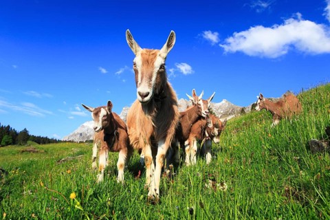 House goats on the alp, goat, goats, females and young animals, Alpstein massif, Appenzell,