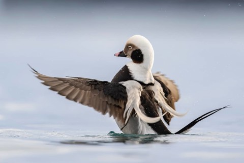 Long-tailed duck (Clangula hyemalis), male in splendid plumage with outstretched wings, Batsfjord,