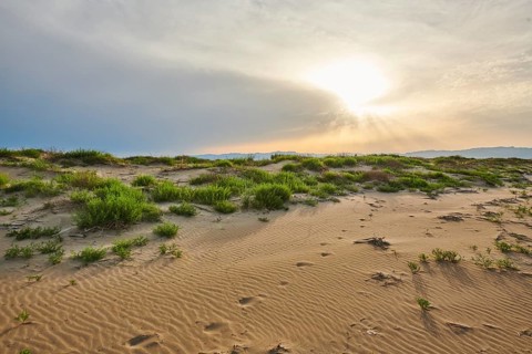 Beach "Platja del Fangar", Vegetation, nature reserve, ebro delta, Catalonia, Spain, Europe