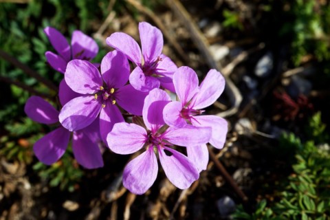 Macro, purple flowers, heron's beak (Geraniaceae), Madonie National Park, spring, Sicily, Italy,