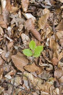 European beech (Fagus sylvatica), common beech new shoot emerging on deciduous forest floor in