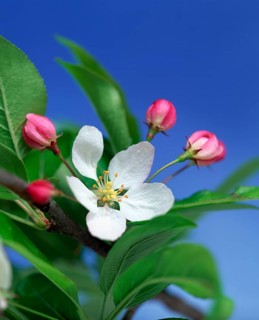 Wild apple blossoms (Malus silvestris)