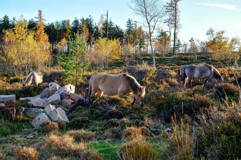 Konik horses, backbred forest tarpan (Equus islandicus), Schliffkopf, Black Forest National Park,