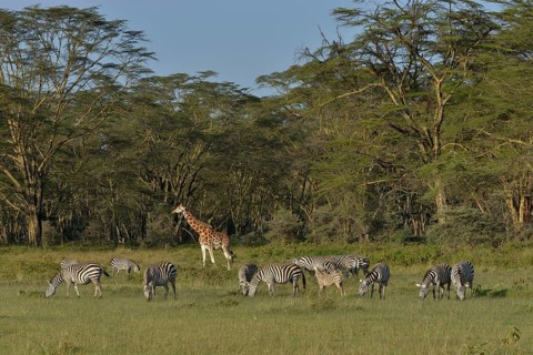 Rothschild Giraffe or Ugandan Giraffe (Giraffa camelopardalis rothschildi) and Grant's Zebras