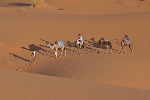 Tourists riding camels, Sahara, Meknès-Tafilalet region, Morocco, Africa