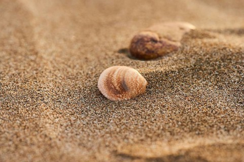 Shellfish lying on the beach, "Platja del Fangar", nature reserve, ebro delta, Catalonia, Spain,