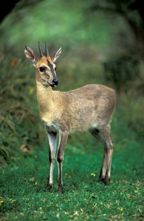 Common Duiker (Sylvicapra grimmia), Kwazulu Natal, South Africa, Africa