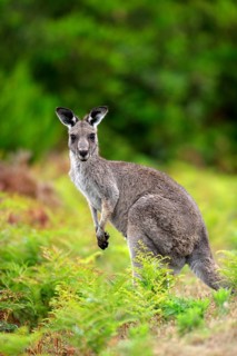 Eastern Grey Kangaroo (Macropus giganteus), male, Wilson Promontory national park, Australia, side,