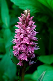 Heath Spotted Orchid (Dactylorhiza maculata), Germany, Europe