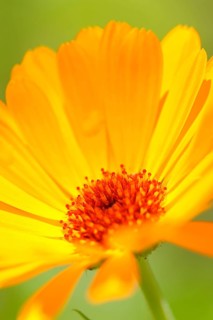 Garden Marigold (Calendula officinalis)