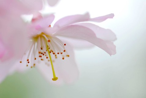 Japanese cherry (Prunus sargentii)