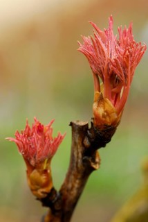 Peony Zong Sheng, leaf shoot (Paeonia suffruticosa hybrid) , peony