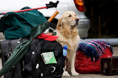 Golden domestic dog (Canis lupus familiaris) guards luggage