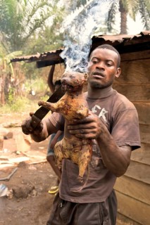 Local man preparing a Rusty-spotted Genet (Genetta maculata) as bushmeat, Mangamba, Littoral