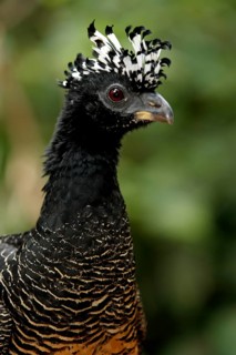 Bare-faced curassow (Crax fasciolata), female, Pantanal, Brazil, South America