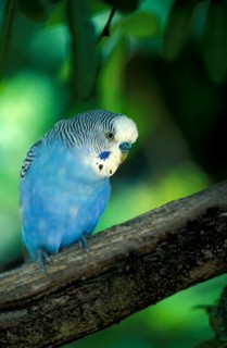 Budgerigar (Melopsittacus undulatus), male