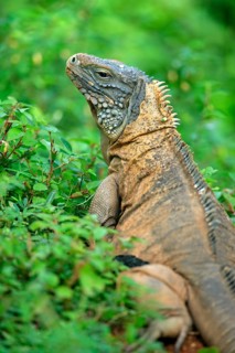 Grand Cayman Rock Iguana, male, Grand Cayman (Cyclura nubila lewisi)