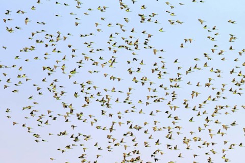 Budgerigars (Melopsittacus undulatus), New South Wales, Australia, Oceania