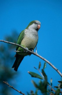 Monk parakeet (Myiopsitta monachus), Florida, USA, Monk Parakeet, USA, North America