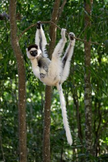 Verreaux's Sifaka, Berenty Private Reserve (Propithecus verreauxi verreauxi), Madagascar, Africa