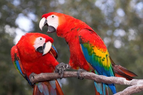 Scarlet macaw (Ara macao)