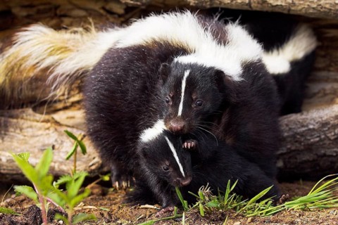 Striped Skunk (Mephitis mephitis) with young