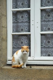 House cat on windowsill, Vannes, Morbihan, Brittany, France, Europe