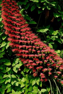 Echium wildpretii (Echium wildpretii) Teide Snakehead