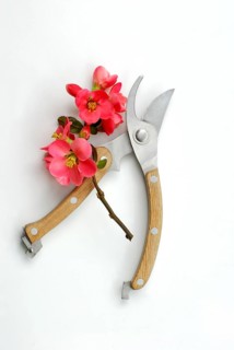 Chaenomeles japonica (Chaenomeles japonica) and garden shears, scissors