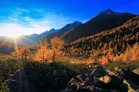 Lötschental, larch forest, Valais, Switzerland, Europe