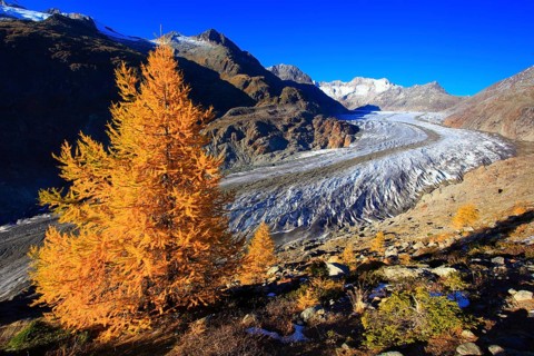 Great Aletsch Glacier and tub horns, European larch, Valais, Switzerland, Europe