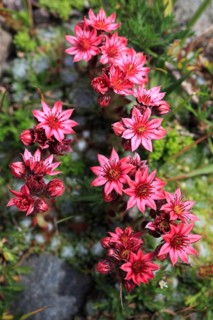 Cobweb houseleek ( Sempervivum arachnoideum) Switzerland