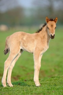 Dülmen wild horse, foal, Merfelder Bruch, Dülmen, North Rhine-Westphalia, lateral, Germany, Europe