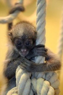 Golden-fronted spider monkey, juvenile (Ateles belzebuth belzebuth)