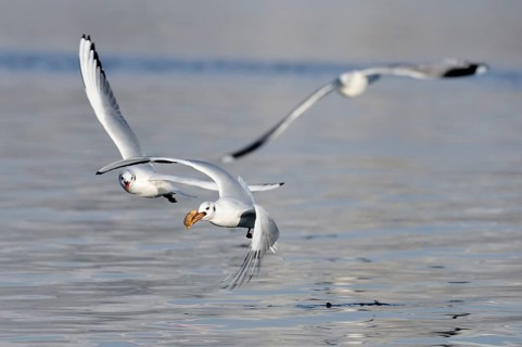 Black-headed Gulls (Larus ridibundus), one with prey, Germany, Europe