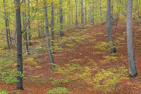 Undergrowth and new shoots in deciduous forest with European beech (Fagus sylvatica), common beech