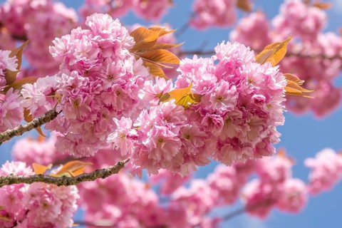 Japanese cherry (Prunus serrulata), Palatinate, Rhineland-Palatinate, Germany, Europe