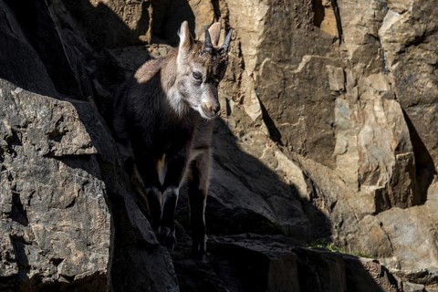 Alpine ibex (Capra ibex) kid, young with little horns on rock ledge in cliff face on mountain slope