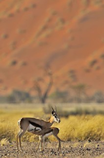 Springbok (Antidorcas marsupialis) suckling calf in the Sossusvlei, Sossus Vlei, Namib desert,