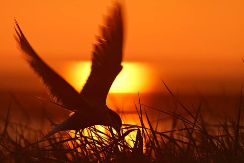 Common Tern (Sterna hirundo), flight study at sunset, in flight with fish in its beak, Lower Saxon