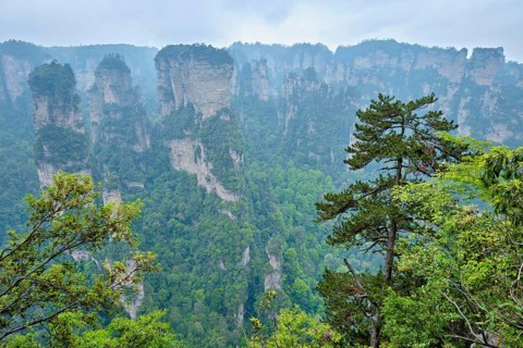 Famous tourist attraction of China, Zhangjiajie stone pillars cliff mountains in fog clouds at