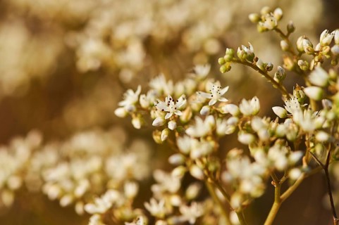 White stonecrop (Sedum album) blooming at Mount "La Talaia del Montmell" at evening, Catalonia,