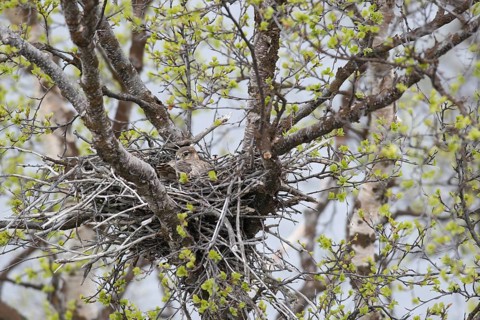 Merlin (Falco columbarius) smallest falcon in the world, female broods in a nest in a birch tree,